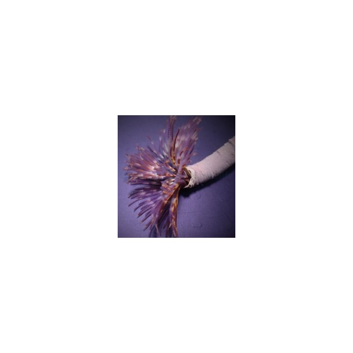 Sabellastarte magnifica | tubeworm | Akvaariokeidas