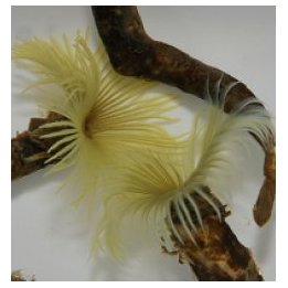 Sabellastarte spp. (Yellow) (XL) | tubeworm | Akvaariokeidas