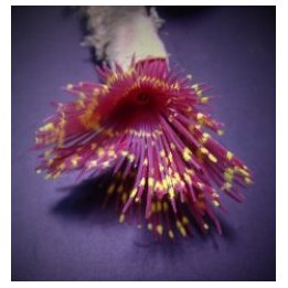 Sabellastarte spp. (Special) | tubeworm | Akvaariokeidas