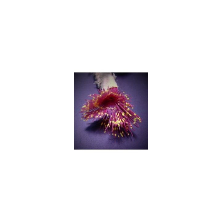 Sabellastarte spp. (Special) | tubeworm | Akvaariokeidas