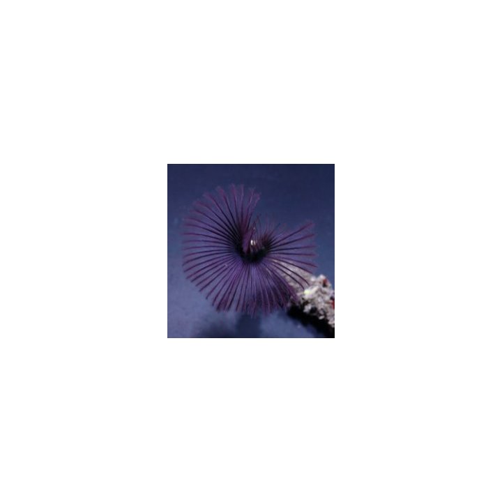 Sabellastarte spp. (Purple) | tubeworm | Akvaariokeidas