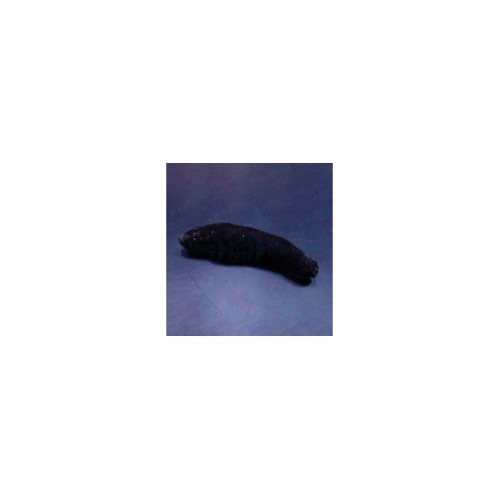 Holothuria (Halodeima) atra | piikkinahkainen | Akvaariokei…