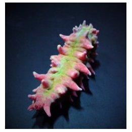 Colochirus crassus | piikkinahkainen | Akvaariokeidas