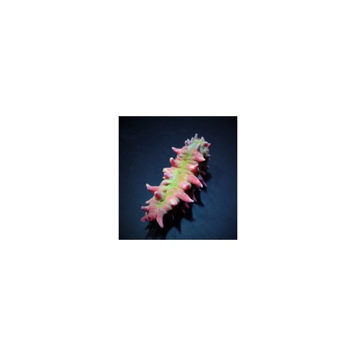Colochirus crassus | piikkinahkainen | Akvaariokeidas