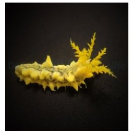 Colochirus robustus | piikkinahkainen | Akvaariokeidas