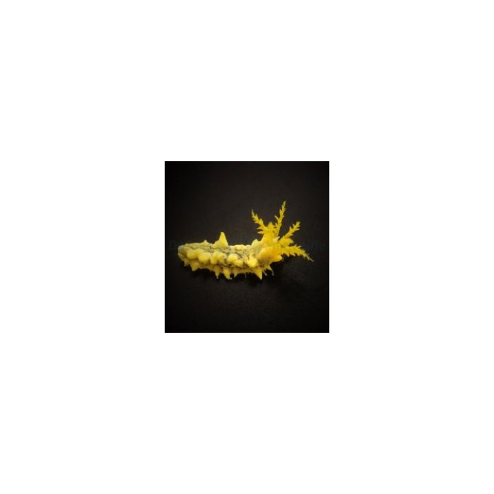 Colochirus robustus | piikkinahkainen | Akvaariokeidas
