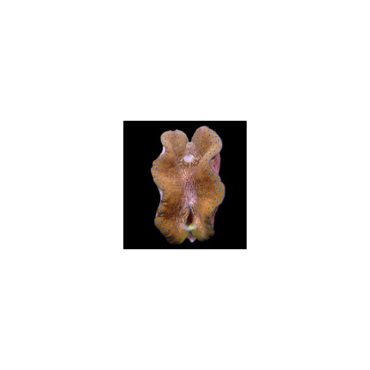 Tridacna gigas (7-8cm) | clam (Tridacna) | Akvaariokeidas