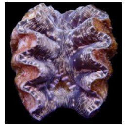 Hippopus hippopus (8-9cm) | simpukka (Tridacna) | Akvaariok…