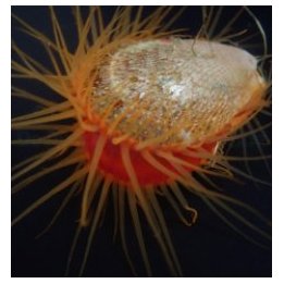 Ctenoides scaber | clam (Tridacna) | Akvaariokeidas