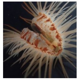 Limaria orientalis | clam (Tridacna) | Akvaariokeidas