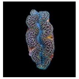 Tridacna maxima (Black Tiger) (9cm) | simpukka (Tridacna) |…