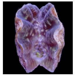 Hippopus porcellanus (10-11cm) | clam (Tridacna) | Akvaario…