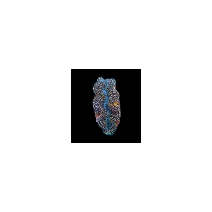 Tridacna maxima (Black Tiger) (3cm) | simpukka (Tridacna) |…