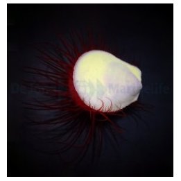 Ctenoides ales | clam (Tridacna) | Akvaariokeidas
