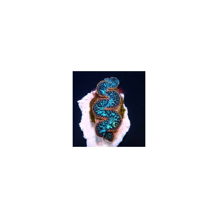Tridacna maxima (Blue) (Ultra) (Pacific) (13cm) | simpukka …