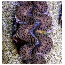 Tridacna maxima (Tear Drop) (12cm) | clam (Tridacna) | Akva…