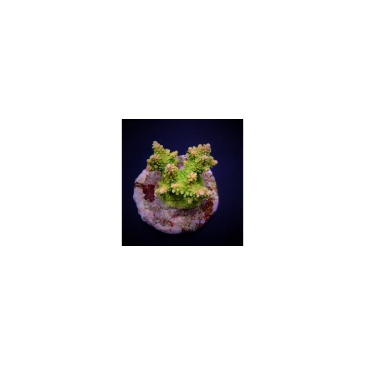 Acropora divaricata (frag) | SPS stony coral | Akvaariokeid…