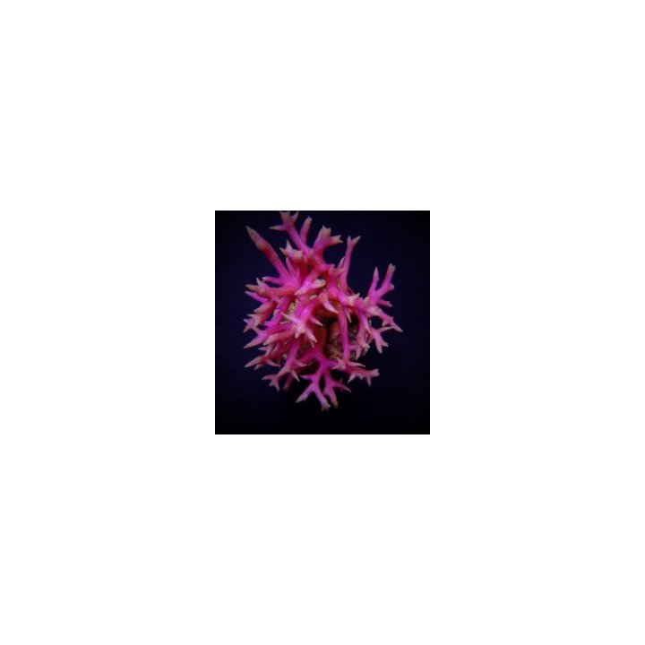 Seriatopora hystrix (Pink) (frag) | SPS stony coral | Akvaa…