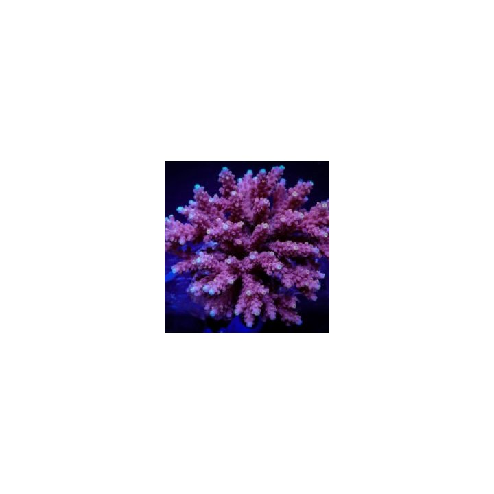 Acropora cytherea (frag) | SPS stony coral | Akvaariokeidas