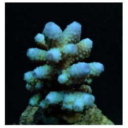 Acropora humilis (Blue) (frag) | SPS stony coral | Akvaario…