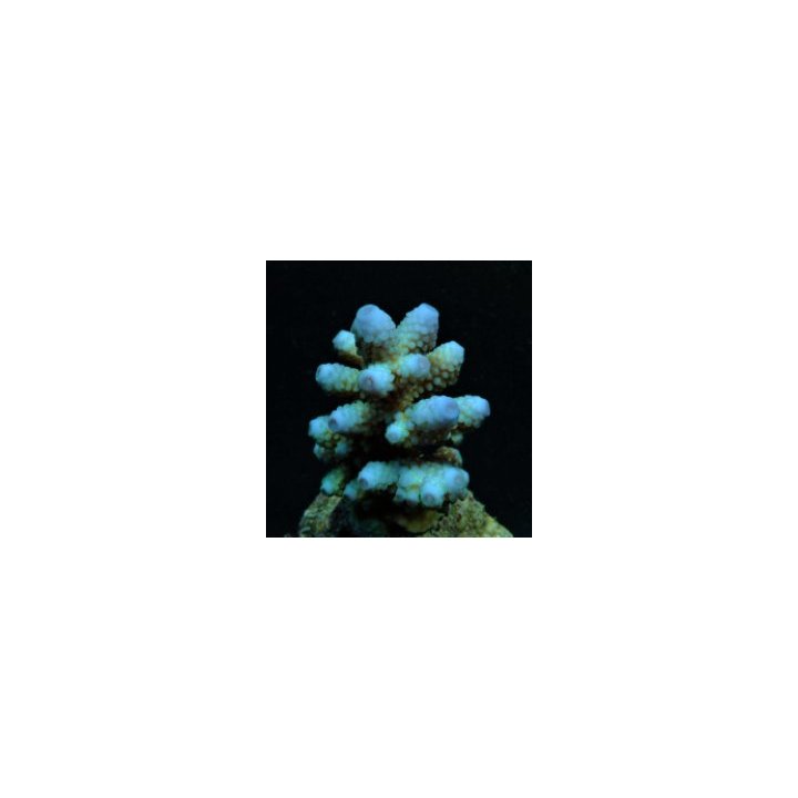 Acropora humilis (Blue) (frag) | SPS stony coral | Akvaario…