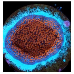 Montipora spp. (Superman) (frag) | SPS stony coral | Akvaar…