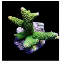 Acropora papillare (frag) | SPS stony coral | Akvaariokeidas