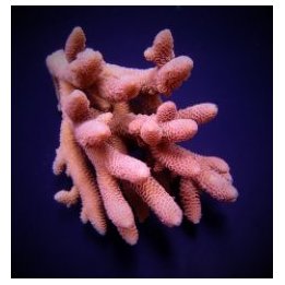 Acropora spathulata (frag) | SPS stony coral | Akvaariokeid…