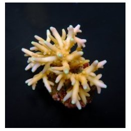 Acropora caroliniana (frag) | SPS-kivikoralli | Akvaariokei…