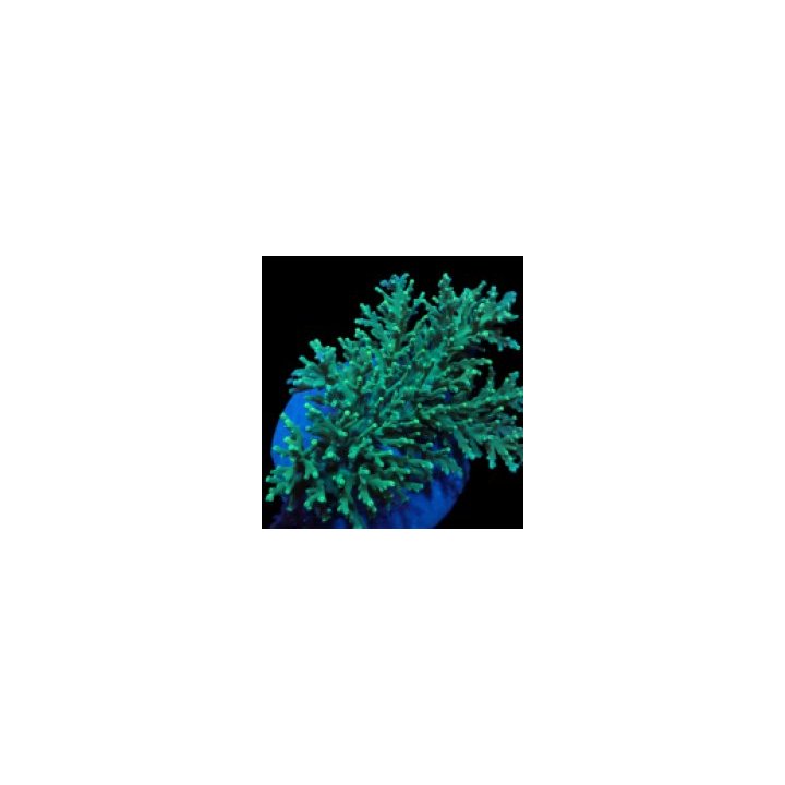 Acropora speciosa (frag) | SPS stony coral | Akvaariokeidas