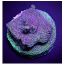 Montipora spp. (Blueberry Pie) (frag) | SPS stony coral | A…