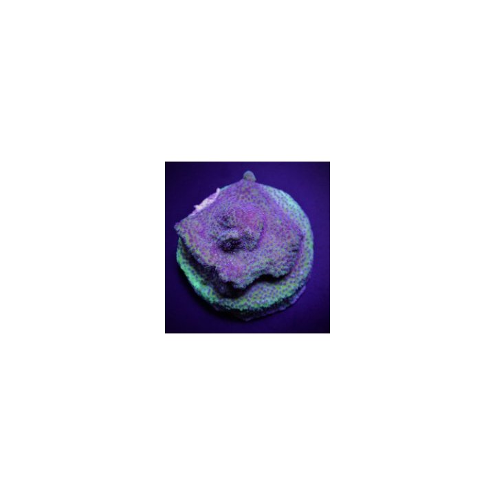 Montipora spp. (Blueberry Pie) (frag) | SPS-kivikoralli | A…