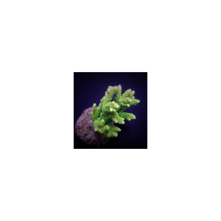 Acropora millepora (Yellow-Green) (frag) | SPS stony coral …