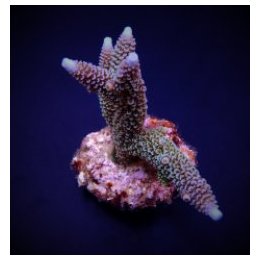 Acropora aspera (frag) | SPS-kivikoralli | Akvaariokeidas