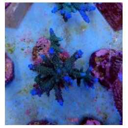 Acropora formosa (Blue) (frag) | SPS stony coral | Akvaario…