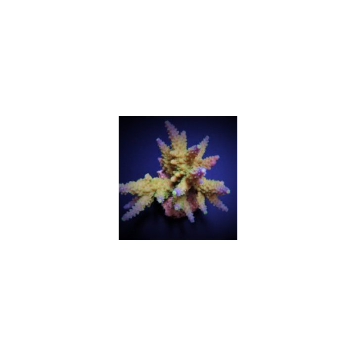 Acropora valida (frag) | SPS-kivikoralli | Akvaariokeidas