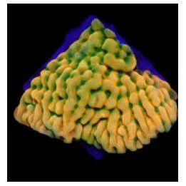 Montipora danae (JF Beach Bum) (frag) | SPS-kivikoralli | A…