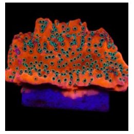 Montipora spp. (WWC Dragon Fruit) (frag) | SPS stony coral …