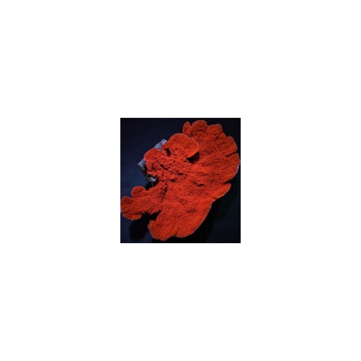 Montipora spp. (Laminar) (Orange-Red)