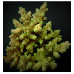 Acropora loripes (frag) | SPS stony coral | Akvaariokeidas