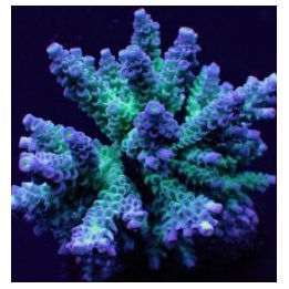 Acropora tenuis (Grade A) (frag) | SPS stony coral | Akvaar…