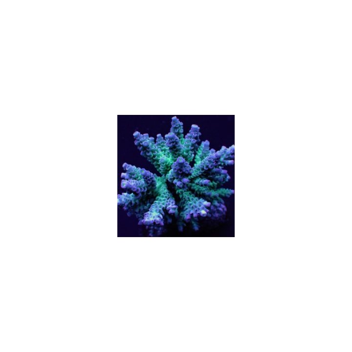 Acropora tenuis (Grade A) (frag) | SPS stony coral | Akvaar…