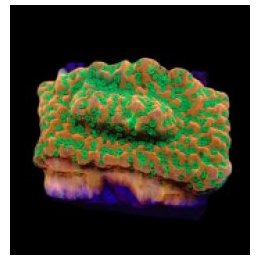 Montipora spp. (Phoenix Evolution) (frag) | SPS stony coral…