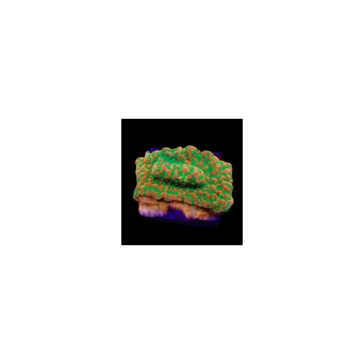 Montipora spp. (Phoenix Evolution) (frag) | SPS stony coral…
