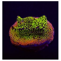 Montipora spp. (Fruity) (frag) | SPS-kivikoralli | Akvaario…