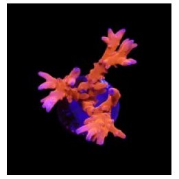 Anacropora spp. (TNT) (frag) | SPS stony coral | Akvaarioke…
