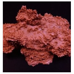 Montipora spp. (Encrusting) (Orange-Red) (frag) | SPS stony…