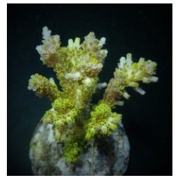 Acropora latistella (frag) | SPS stony coral | Akvaariokeid…