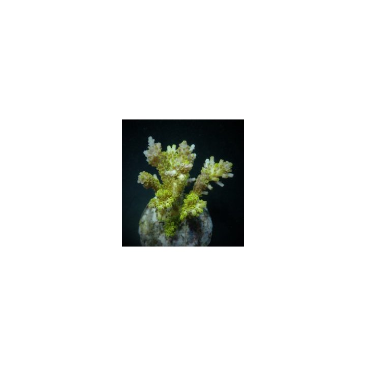 Acropora latistella (frag) | SPS stony coral | Akvaariokeid…