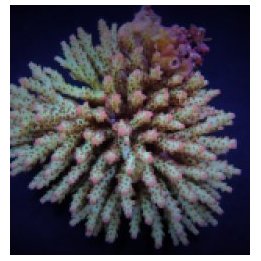 Acropora subulata (frag) | SPS-kivikoralli | Akvaariokeidas